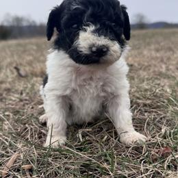 Orange - Black and white male Bernedoodle puppy in Tazewell, Tennessee from Bundren Farms
