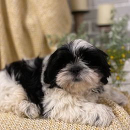 Oreo - Black and white female Shih Tzu puppy in Lexington, North Carolina from SCS Shih Tzus