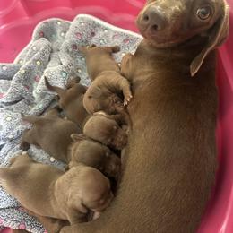Nestle - Dachshund