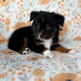 Thor - Black tri male Toy Australian Shepherd puppy in Liberty Hill, Texas from Pistol Paws Aussies