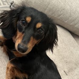 Nova - Dachshund