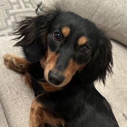 Nova - Dachshund