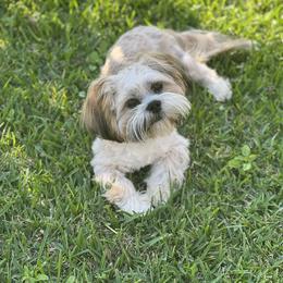 Shih Tzu All Grown Up from Precious Lil Tzus
