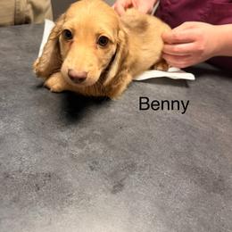 Benny - Cream male Dachshund puppy in Magnolia, Texas from Carrie’s Countryside Dachshunds