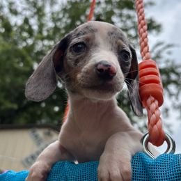 Looks to be Tea Cup Size Lucas - BLUE eyes Dapple - Dapple male Dachshund puppy in Tarrant County, Texas from Louis' Litters