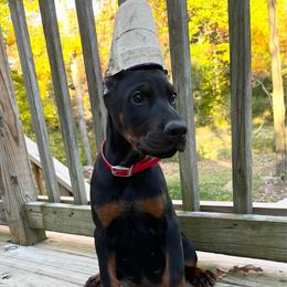 Ellis - Black and rust male Doberman Pinscher puppy in Bruce Township, Michigan from Eminent Dobermans