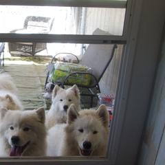 Samoyeds from Sassillie Samoyeds