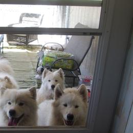 Samoyeds from Sassillie Samoyeds