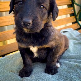Bernedoodle and Siberian Husky Puppies from Timberline Paws