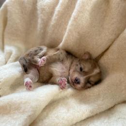 Macaron - Merle male Pomsky puppy in Sanbornton, New Hampshire from Kristie’s Husky Haven