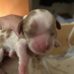 Cavalier King Charles Spaniel All Grown Up from Cutie Pie Cavaliers