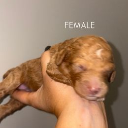 Purple girl - Apricot female Poodle puppy in Nolensville, Tennessee from White Willow Poodles