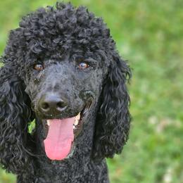 Duke - Poodle