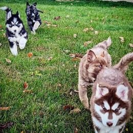 Siberian Husky Puppies from Wyant Farms
