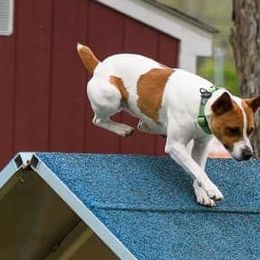 Rat Terriers from Felixville Rat Terriers