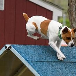 Rat Terriers from Felixville Rat Terriers