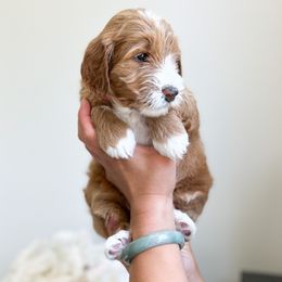 Bernedoodle, Goldendoodle, and Poodle Puppies from Teddy Doodles & Standard Poodles