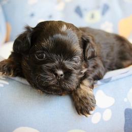 Bijou - Black and white female Shichon puppy in Pennsylvania from Manor Hills Shih Tzus