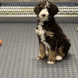 Bernedoodle Puppies from PNW Sheepies and Doodles