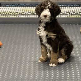 Bernedoodle Puppies from PNW Sheepies and Doodles
