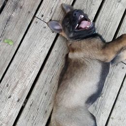 German Shepherd Puppies from Grendelhaus Shepherds