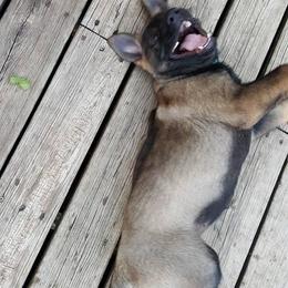 German Shepherd Puppies from Grendelhaus Shepherds