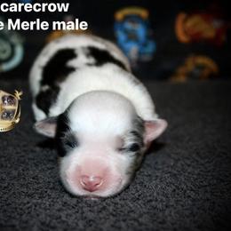 Boy 2 - Blue merle male Australian Shepherd puppy in El Dorado Springs, Missouri from HP Aussie Kennels