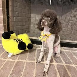Maggie - Parti female Poodle puppy in Bedford, Texas from S.H.A.R.P.’s Toy Poodles