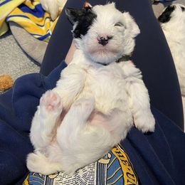 Sealyham Terrier Puppies from Alibi Sealyham Terriers