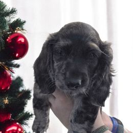 Black dapple - Dapple male Dachshund puppy in Port Charlotte, Florida from Vicki's Dachshund Crossing