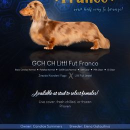 Franco - Dachshund