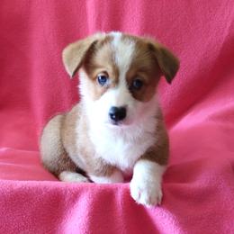 BB Female 3 - Red female Pembroke Welsh Corgi puppy in Texas from Wild West Corgis of Texas