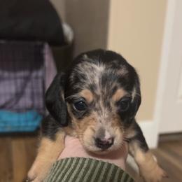 Winnie - Dapple female Dachshund puppy in Nashville, Georgia from Riverside Dachshund
