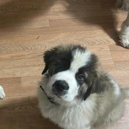 Saint Bernards from NEK Saints (Oh Boy Acres)