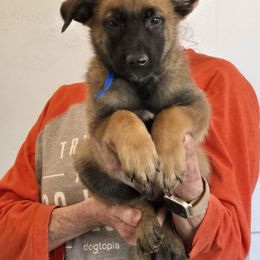 Blue Collar - Fawn Belgian Malinois puppy in Fredonia, Arizona from Zion Malinois
