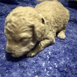 Miss Hazel - Cream female Goldendoodle puppy in Huntingdon, Tennessee from McCaslin's Doddles