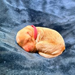Dancer - Cream female Goldendoodle puppy in Lufkin, Texas from Maggnificent Doodles
