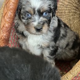 Miniature American Shepherd Puppies from Wigglebottom Shepherds