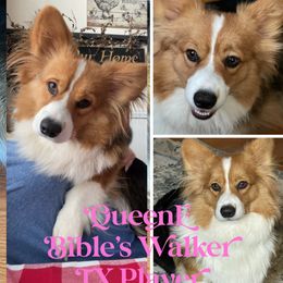 Walmer - Pembroke Welsh Corgi