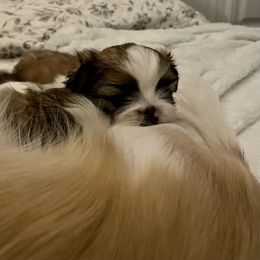 Pekingese Puppies from Della Serra Pekingese