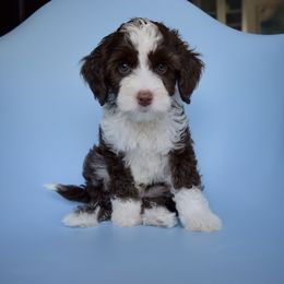 Australian Labradoodle Puppies from Australian Heritage Labradoodles