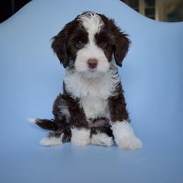 Australian Labradoodle Puppies from Australian Heritage Labradoodles