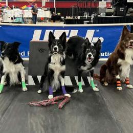 Border Collies from Zealous Border Collies