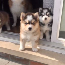 Pomsky puppies from Blue Pearl Pomskies