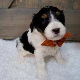 Frosty - Black and white male Bernedoodle puppy in Bowling Green, Ohio from Windy Creek Doodles