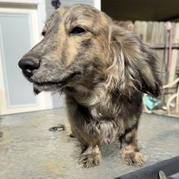 Mozzie - Brindle male Dachshund puppy in Denham Springs, Louisiana from Rockin’ with Dachshunds