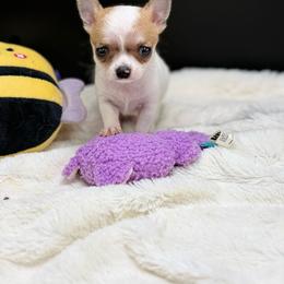 Paul - Fawn male Chihuahua puppy in Lee Center, New York from Alfheim-Andromeda Chihuahua's (A &A's)