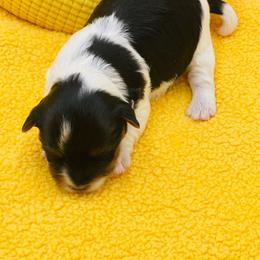 Scout - Black tan and white female Biewer Terrier puppy in Douglas, Georgia from Heartland small breeds