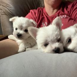 Maltese Puppies from Ayres to Heirs Puppy Co.