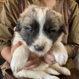 Vincent- gray - Badger male Colorado Mountain Dog puppy in Cotopaxi, Colorado from Once Upon A Moose (OUM)